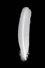 Turkey Quills white right 10Pack