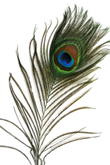 Peacock Feather Cutted 35-40cm, PACK of 10