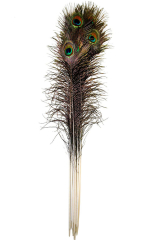Pfauenfeder 100-115cm, natur 10er PACK
